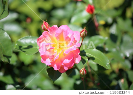 Rose Flower Souvenir Duanne Frank Rose Flower Souvenir Duanne Frank 119683244