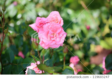 Rose flowers Princess Aico 119683247