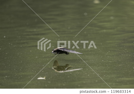 A blue-tailed swift flies at high speed over the water surface A blue-tailed swift flies at high speed over the water surface 119683314