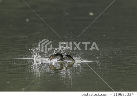 A blue-tailed swift flies at high speed over the water surface 119683324