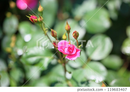 玫瑰花朵曝光 玫瑰花朵曝光 119683407