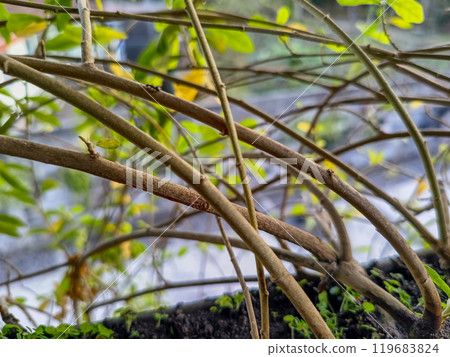 Green leaves of plants. Green leaves of plants. 119683824