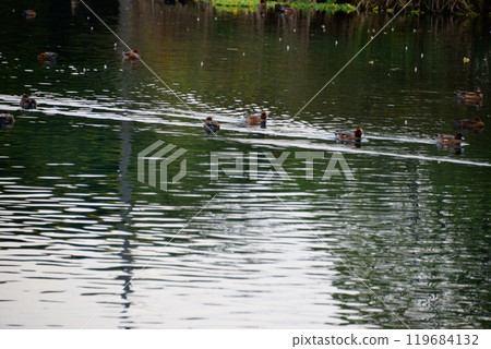 Ukishima Pond where ducks flock Ukishima Pond where ducks flock 119684132