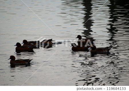 Ukishima Pond where ducks flock Ukishima Pond where ducks flock 119684133