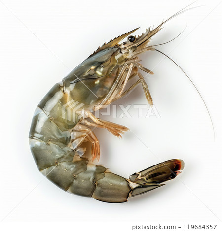 Raw Prawns Arranged Neatly on White Surface 119684357