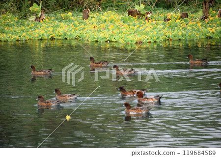 Ukishima Pond where ducks flock 119684589