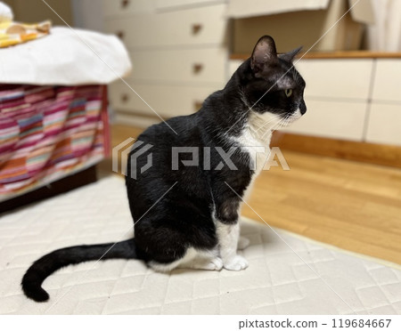 Black and white cat lying sideways, whole body Black and white cat lying sideways, whole body 119684667