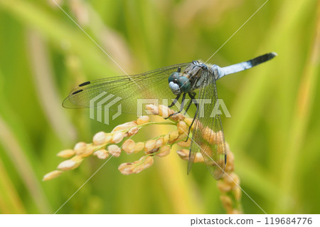 Orthetrum albisum (male) perching on rice ears Orthetrum albisum (male) perching on rice ears 119684776