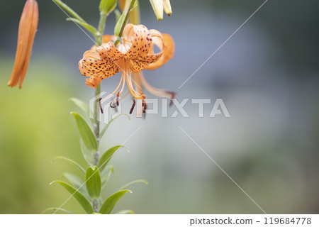 沐浴在夏日陽光下的虎百合 沐浴在夏日陽光下的虎百合 119684778