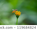 Abu Sucking Flower Honey 119684824