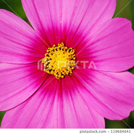 沐浴在秋日陽光下的波斯菊田野 沐浴在秋日陽光下的波斯菊田野 119684841