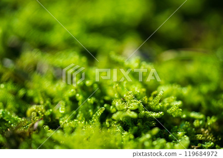 公園森林地面上生長的苔蘚的特寫 公園森林地面上生長的苔蘚的特寫 119684972