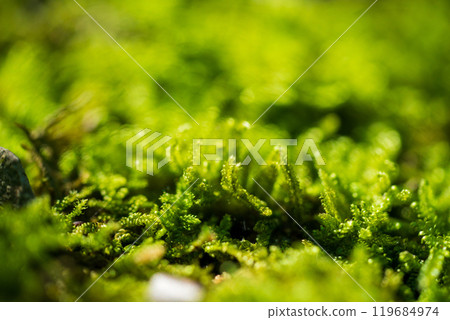 公園森林地面上生長的苔蘚的特寫 119684974