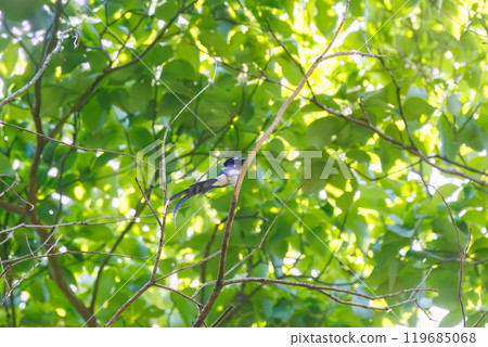 美麗的長尾鶲（喜鵲）在新綠的森林深處唱著優美的歌聲。 119685068
