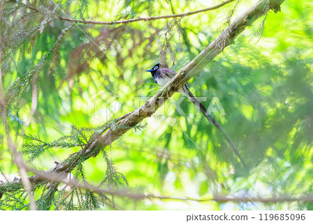 A beautiful long-tailed Japanese paradise flycatcher (Piscopus flycatcher family) singing beautifully deep in the forest of fresh greenery. A beautiful long-tailed Japanese paradise flycatcher (Piscopus flycatcher family) singing beautifully deep in the forest of fresh greenery. 119685096