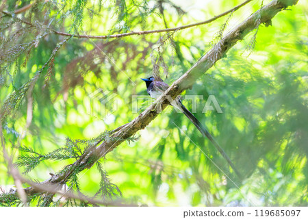 A beautiful long-tailed Japanese paradise flycatcher (Piscopus flycatcher family) singing beautifully deep in the forest of fresh greenery. 119685097