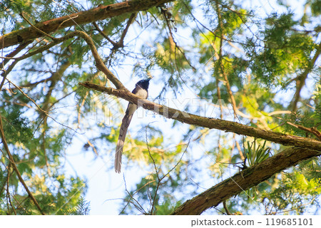A beautiful long-tailed Japanese paradise flycatcher (Piscopus flycatcher family) singing beautifully deep in the forest of fresh greenery. 119685101