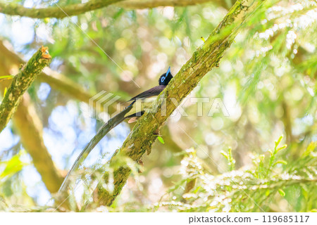 A beautiful long-tailed Japanese paradise flycatcher (Piscopus flycatcher family) singing beautifully deep in the forest of fresh greenery. A beautiful long-tailed Japanese paradise flycatcher (Piscopus flycatcher family) singing beautifully deep in the forest of fresh greenery. 119685117