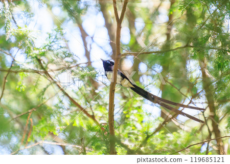 A beautiful long-tailed Japanese paradise flycatcher (Piscopus flycatcher family) singing beautifully deep in the forest of fresh greenery. 119685121