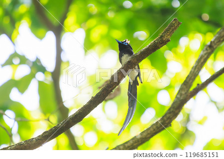 A beautiful long-tailed Japanese paradise flycatcher (Piscopus flycatcher family) singing beautifully deep in the forest of fresh greenery. 119685151