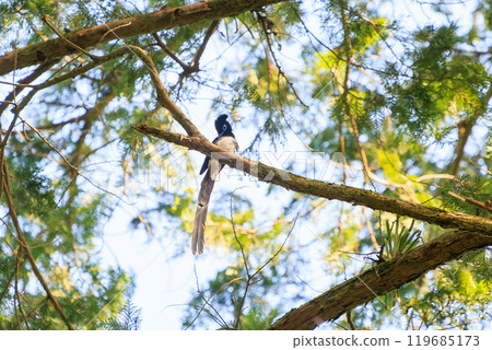 A beautiful long-tailed Japanese paradise flycatcher (Picariidae) preening in the depths of a forest of fresh greenery at the ruins of Hachioji Castle. 2024 119685173