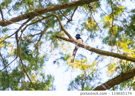 A beautiful long-tailed Japanese paradise flycatcher (Picariidae) preening in the depths of a forest of fresh greenery at the ruins of Hachioji Castle. 2024 119685174