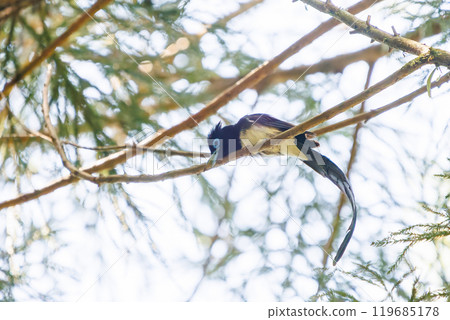 A beautiful long-tailed Japanese paradise flycatcher (Picariidae) preening in the depths of a forest of fresh greenery at the ruins of Hachioji Castle. 2024 119685178