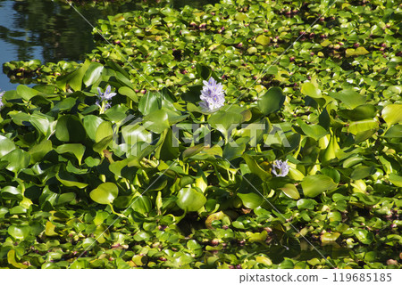 十月秋天池塘裡盛開的淺紫色水葫蘆花 119685185