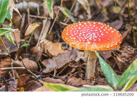 Benitetake 119685200