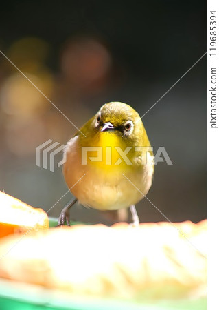 White-eye White-eye 119685394