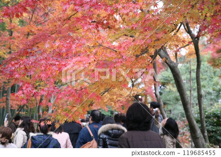 walk through a tunnel of autumn leaves 119685455