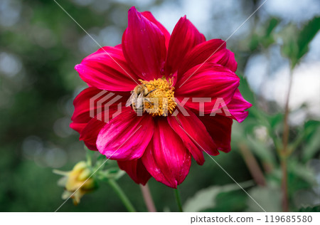 Bright pink dahlia atropurpurea flower with bee pollinating it. Russian Far East, Autumn Bright pink dahlia atropurpurea flower with bee pollinating it. Russian Far East, Autumn 119685580