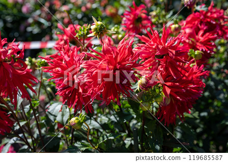 dahlia Taum Sauk Red flower on green background. Russian Far East dahlia Taum Sauk Red flower on green background. Russian Far East 119685587