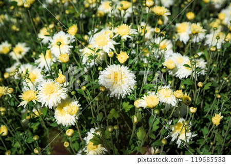 chrysanthemum multiflora Ellen White on flower bed chrysanthemum multiflora Ellen White on flower bed 119685588