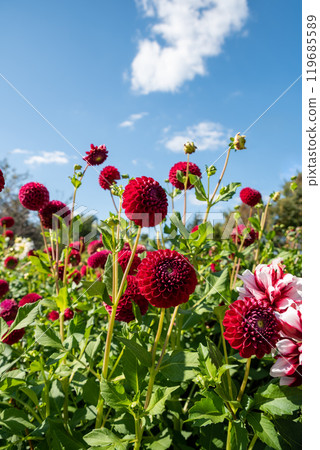 Red dahlia flower on green background. Russian Far East Red dahlia flower on green background. Russian Far East 119685589