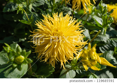 Yellow Dahlia fringed Encore (dahlia cultorum) 119685591