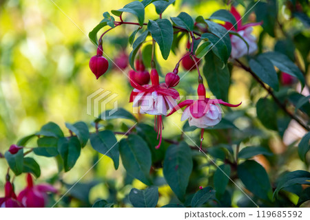 Fuchsia flower growing in Far East of Russia Fuchsia flower growing in Far East of Russia 119685592