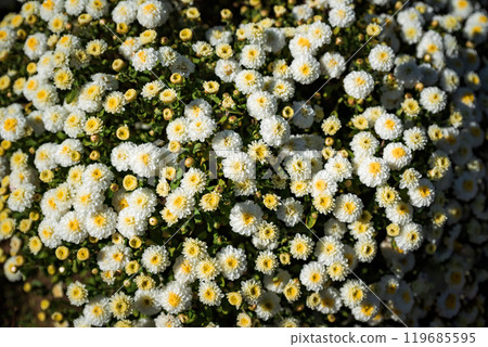 chrysanthemum multiflora Elfie Brandove White on flower bed chrysanthemum multiflora Elfie Brandove White on flower bed 119685595
