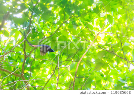 A beautiful long-tailed flycatcher (Piscoceridae) catching flying insects deep in a forest of fresh greenery. 119685668