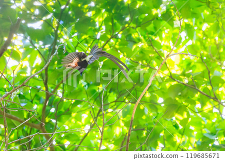 美麗的長尾捕蠅器（喜鵲捕蠅器）在新鮮的綠色森林深處捕捉飛蟲 119685671