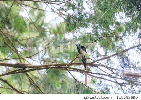 美麗的長尾捕蠅器（喜鵲捕蠅器）在新鮮的綠色森林深處捕捉飛蟲 119685690