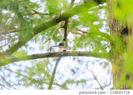 美麗的長尾捕蠅器（喜鵲捕蠅器）在新鮮的綠色森林深處捕捉飛蟲 119685716