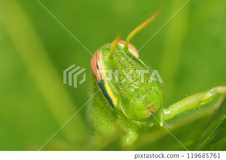 巴坦加粳稻幼蟲 119685761