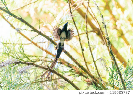 一隻美麗的長尾鶲（科：喜鵲鶲）在背光的新鮮綠色森林深處捕捉飛蟲。 119685787