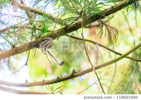 A beautiful long-tailed flycatcher (Piscoceridae) catching flying insects deep in a forest of fresh green leaves against the backlight. 119685800