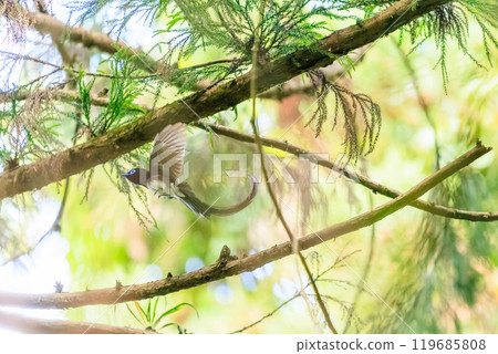 A beautiful long-tailed flycatcher (Piscoceridae) catching flying insects deep in a forest of fresh green leaves against the backlight. 119685808