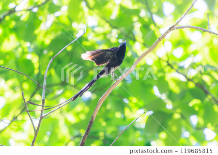 A beautiful long-tailed flycatcher (Piscoceridae) catching flying insects deep in a forest of fresh green leaves against the backlight. A beautiful long-tailed flycatcher (Piscoceridae) catching flying insects deep in a forest of fresh green leaves against the backlight. 119685815