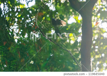一隻美麗的長尾鶲（科：喜鵲鶲）在背光的新鮮綠色森林深處捕捉飛蟲。 119685840