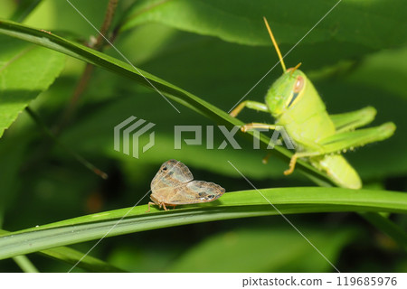 Larvae of the tokkohagoromo and the ground locust 119685976