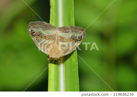 Bekko Hagoromo 119686230